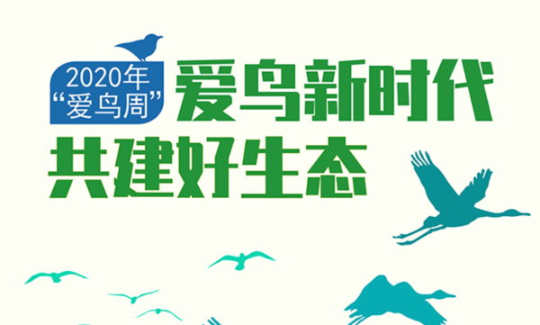 鳥1.png