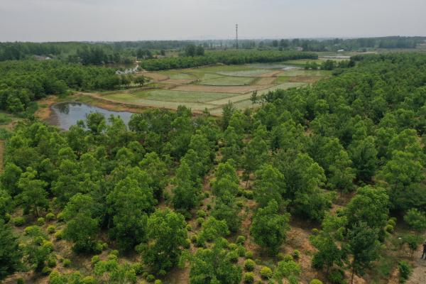 全椒縣金潤(rùn)園林公司薄殼山核桃基地.JPG