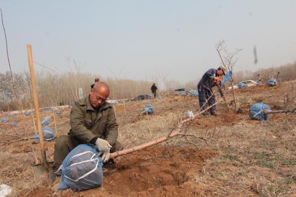 林業局苗圃員工挖去樹苗.jpg