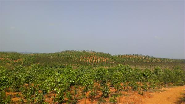 茂源林業  綠化苗木基地.jpg