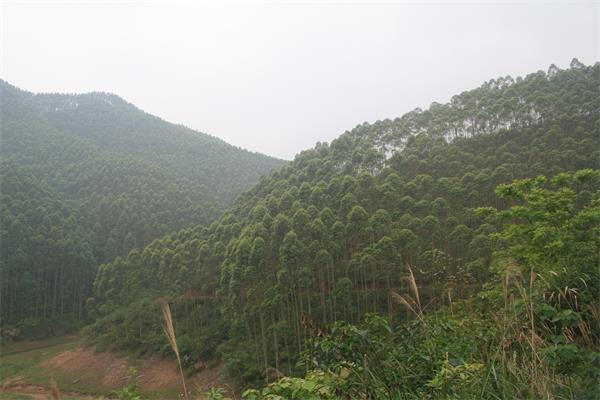 茂源林業 桉樹基地.JPG
