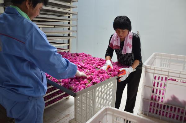 加工玫瑰花冠的準備工作.jpg
