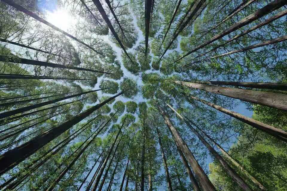 茂源林業的桉樹基地美景.jpg