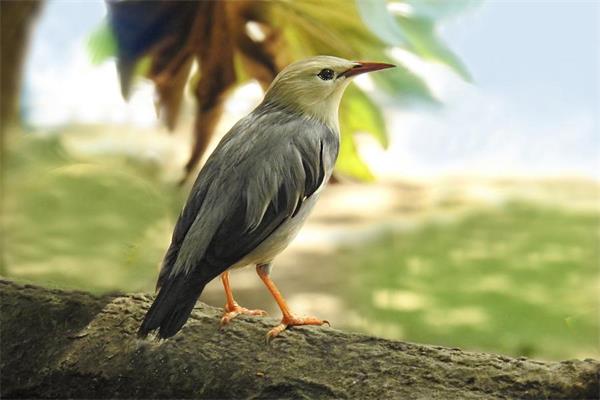 中國鳥種數量刷新，1491種！