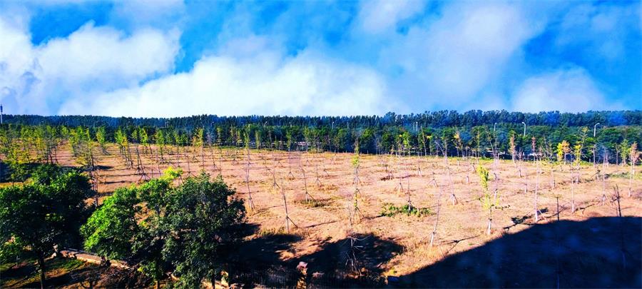 林草價值網鏈全國森林面積達2.2億公頃