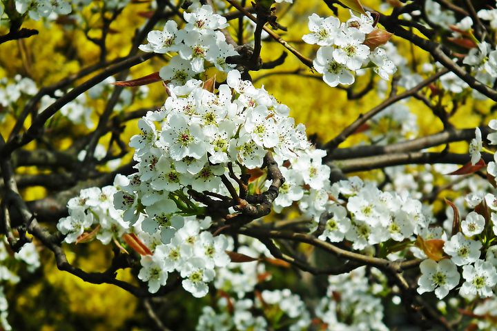 pear-blossoms-7855396__480.jpg