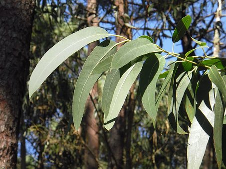 eucalyptus-2711285__340.jpg