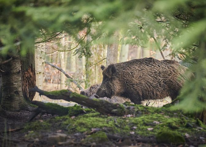 animal-6909689__480.jpg