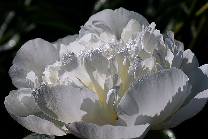 flower-7108507__480.jpg