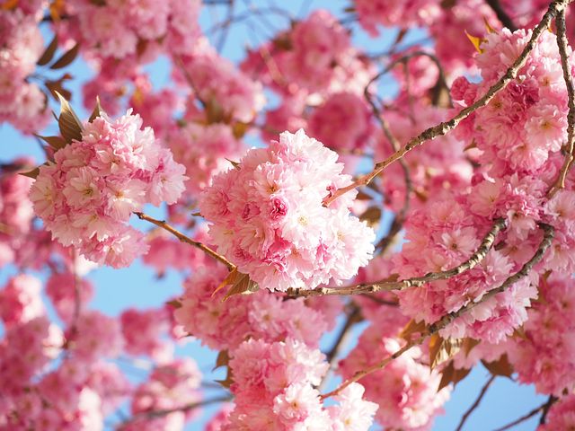 cherry-blossom-1260646__480.jpg